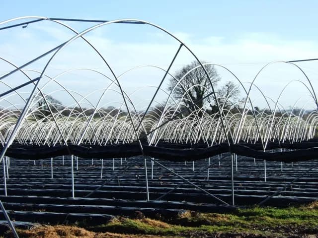 Rows of white polytunnels covering fruit crops on farmland near Stafford