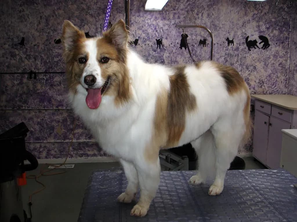 A freshly groomed dog standing on a grooming table in a small salon, with a dryer and storage cabinets behind it