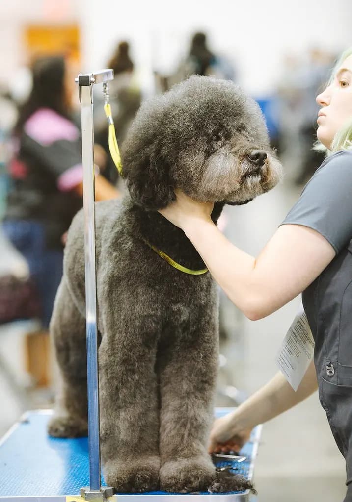 A groomer finishing a gray poodle standing on a grooming table secured by a grooming arm and loop