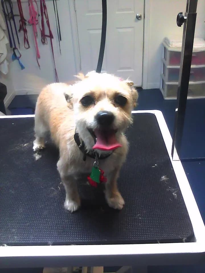 A small terrier standing on a grooming table in a pet grooming room