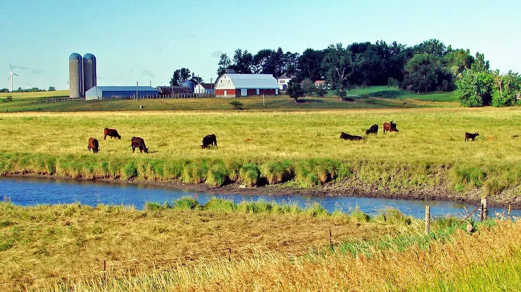 Cattle grazing beside a creek on a northwest Iowa farm with silos and a red barn