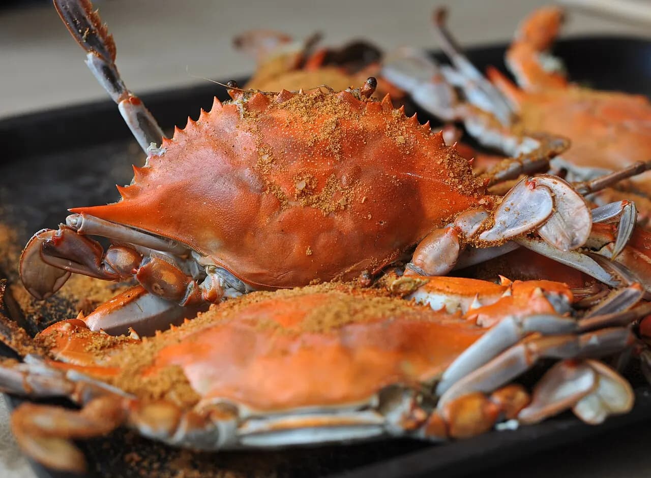 Steamed Maryland blue crabs dusted with seasoning on a tray
