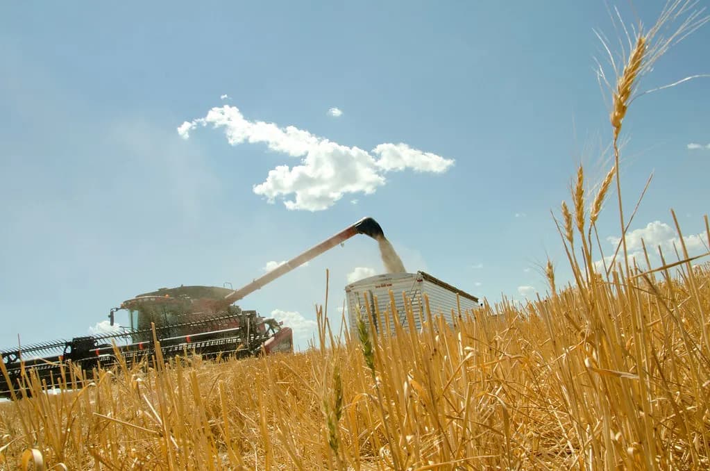 A combine unloading harvested wheat into a grain truck in a ripe wheat field