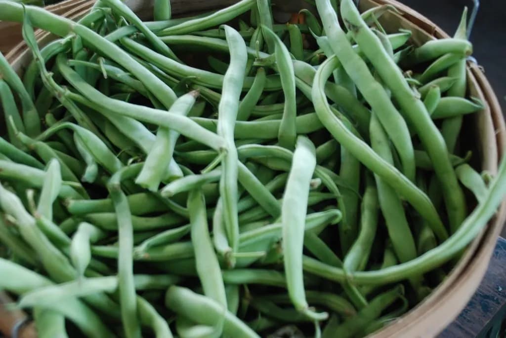 Baskets of fresh green beans for sale at the Nashville Farmers Market